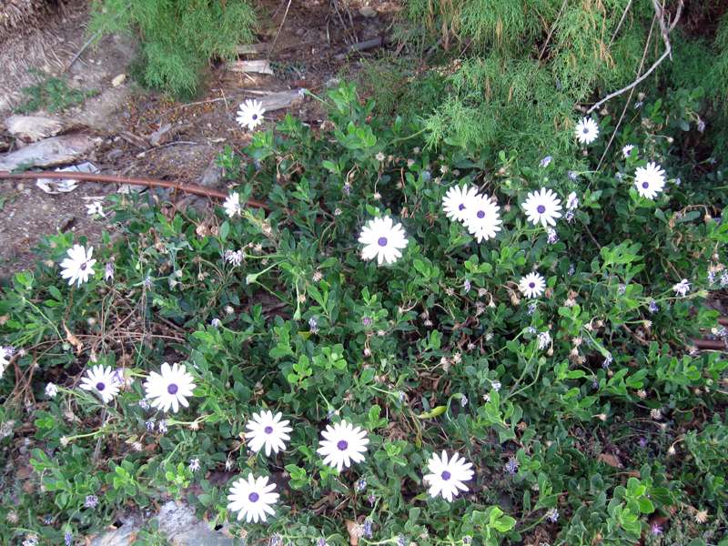 białe kwiatki w ogrodzie puzzle online