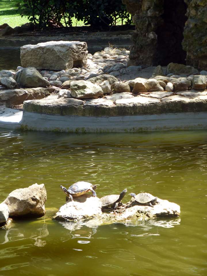 żółwie w parku puzzle online