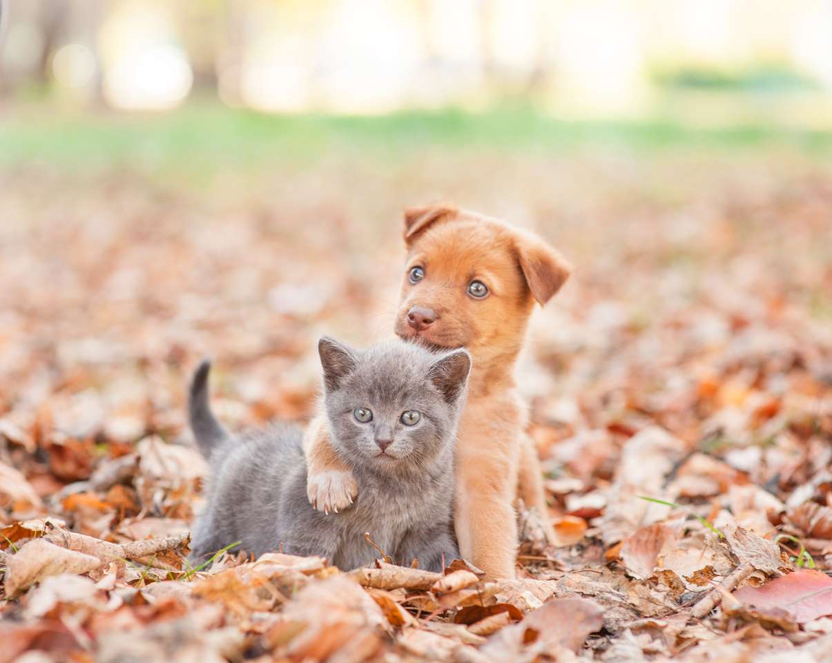 szczeniak przytulający smutnego kotka na jesiennych liściach puzzle online