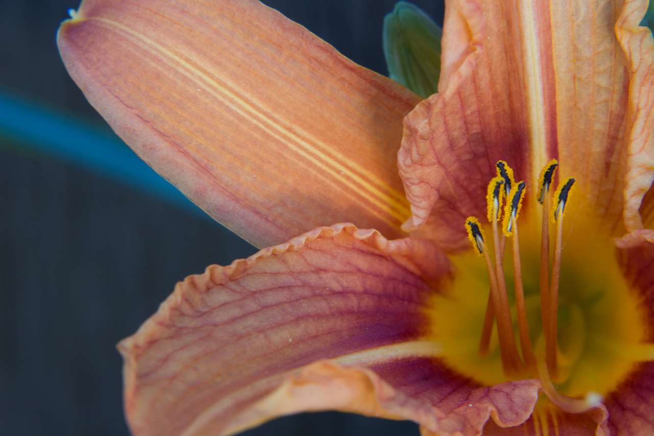 Zbliżenie wnętrza kwiatu liliowca ze słupkiem puzzle online