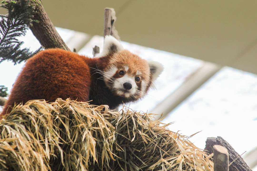 czerwona panda na stogu siana puzzle online