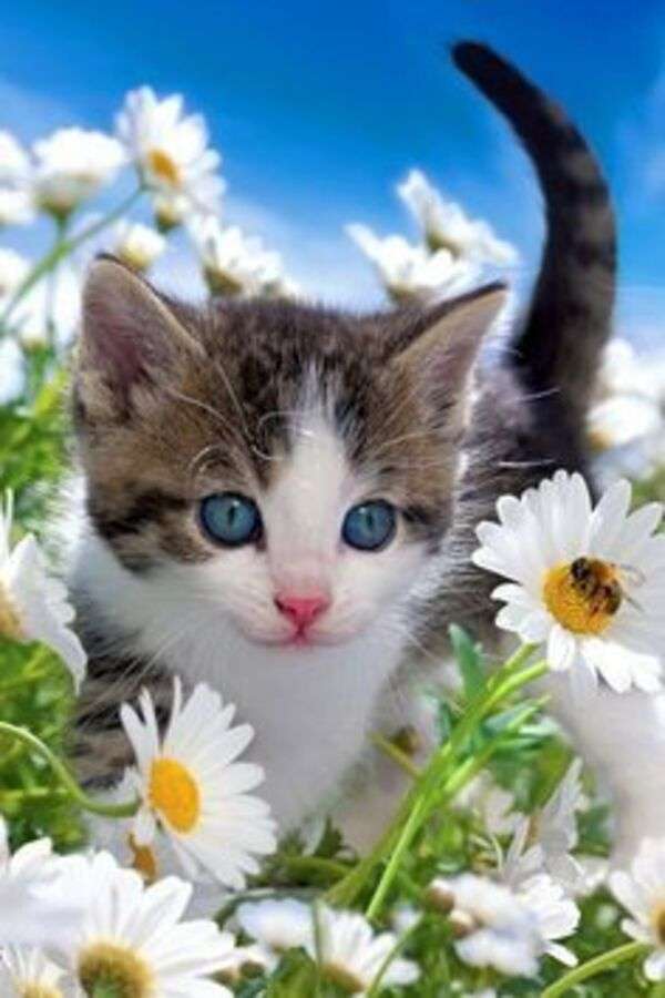 Kotek piękne niebieskie oczy puzzle online