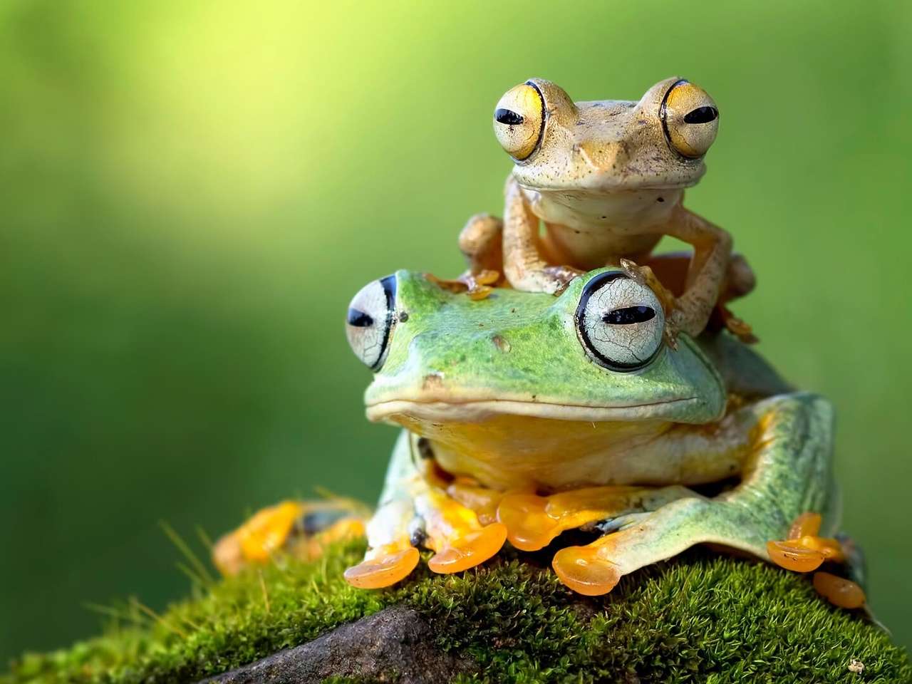 Dwie żabki na skale puzzle online