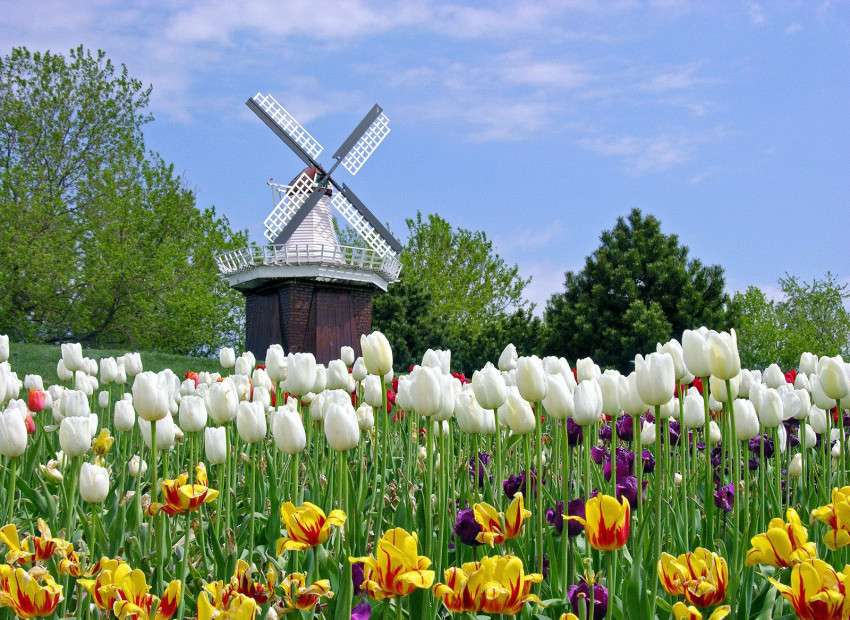 Holandia- wiatrak, tulipany puzzle online