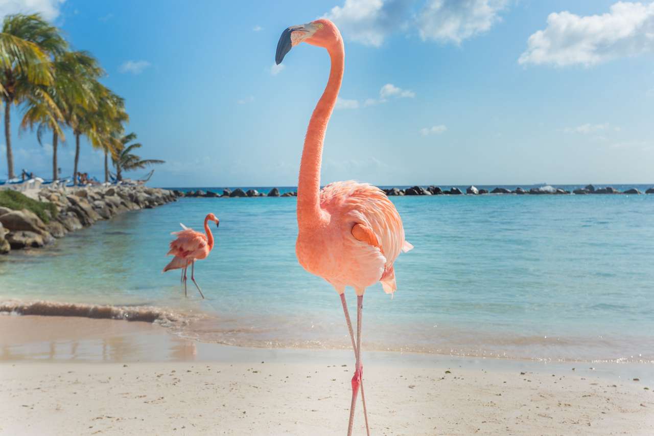 Flamingi na plaży Aruba puzzle online