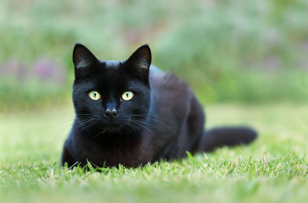 Czarny kot leżący na trawie w ogrodzie puzzle online