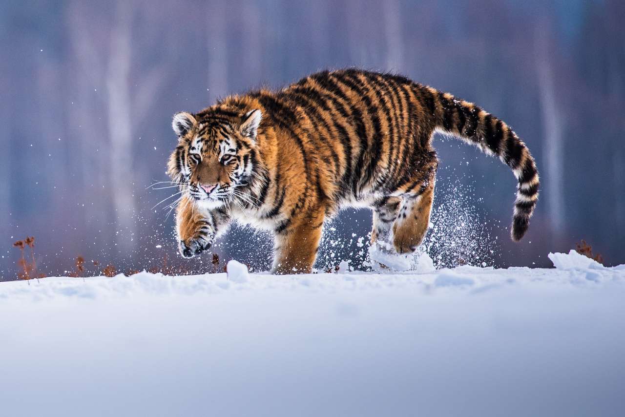 Tygrys syberyjski biegający po śniegu puzzle online