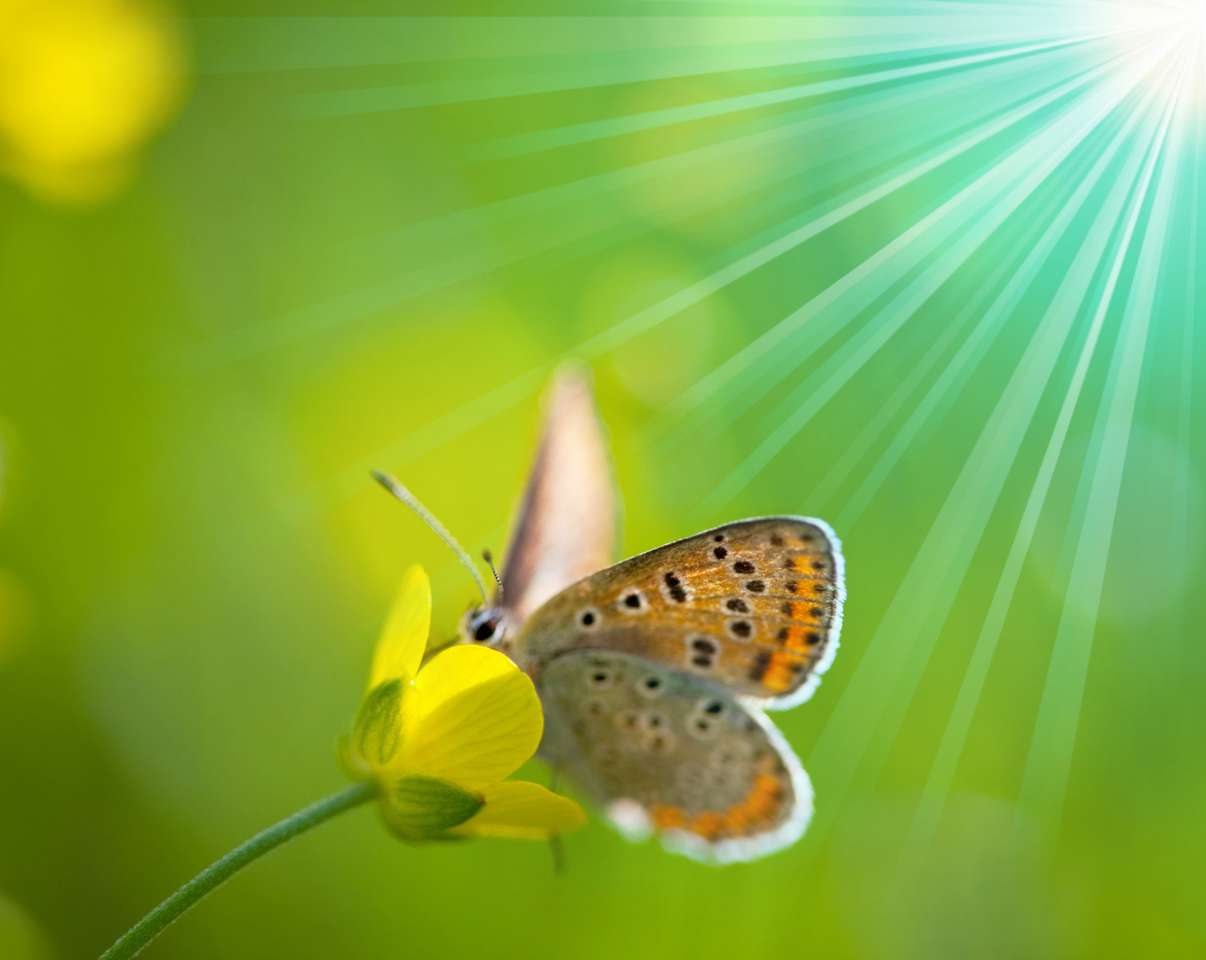Motyl w kwiecie puzzle online