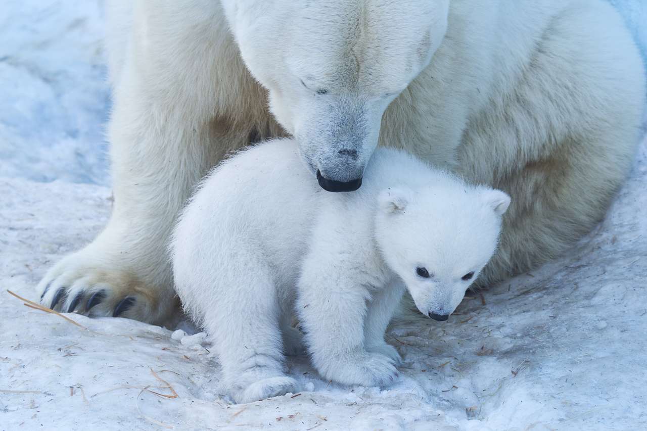 Niedźwiedź polarny z młodym na śniegu puzzle online