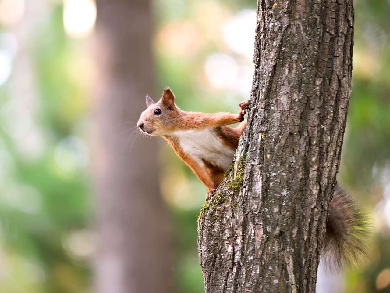Czerwona wiewiórka siedząca na drzewie puzzle online