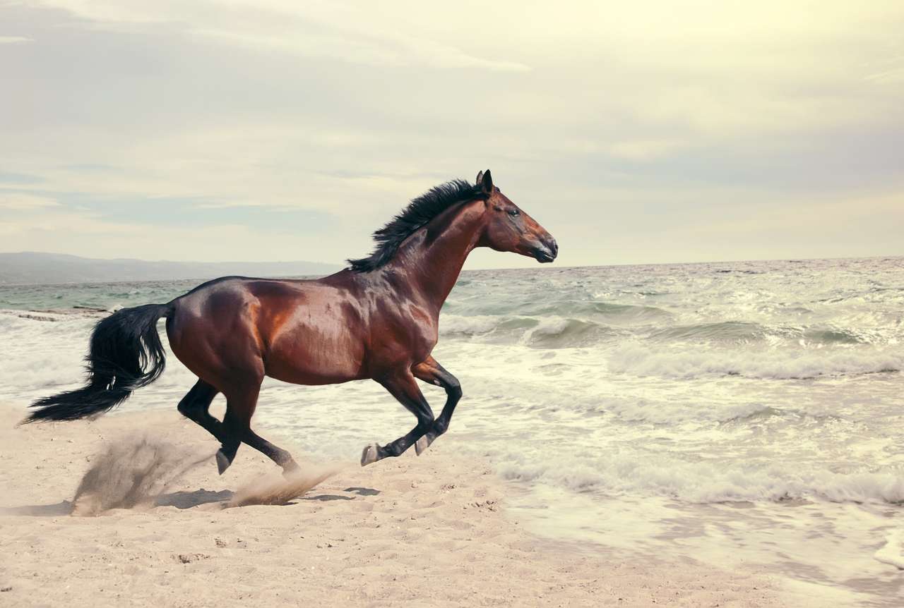 wspaniały morski krajobraz z pięknym gniadym koniem puzzle online