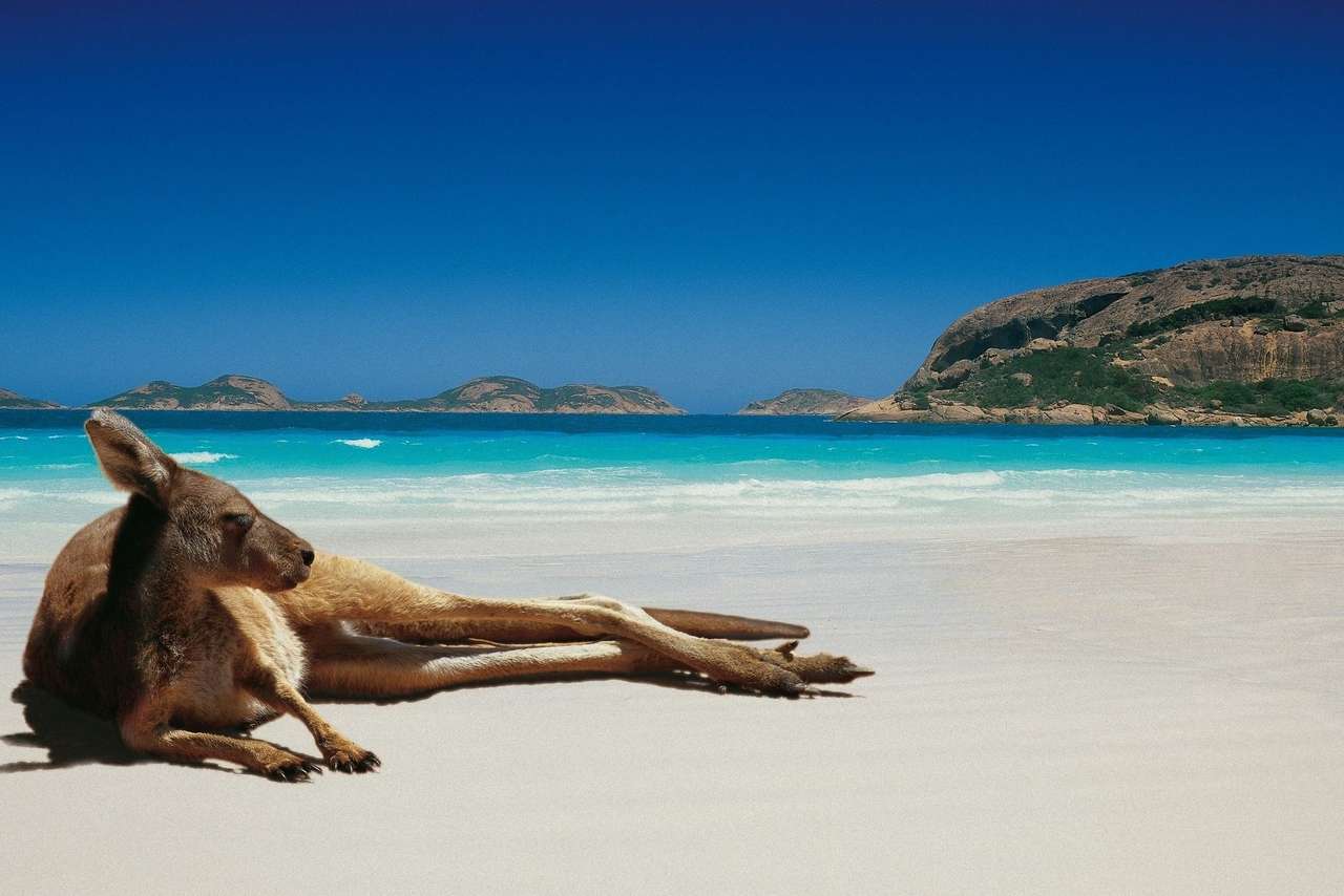 Kangur na plaży w Australii puzzle online