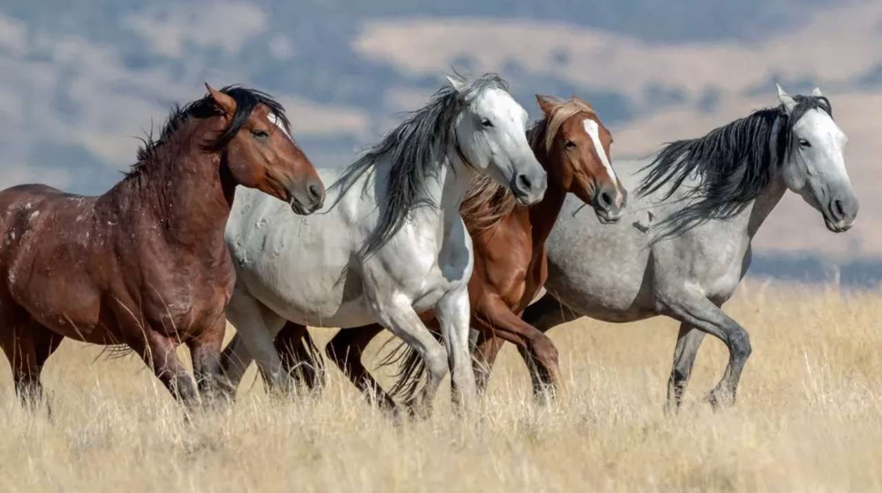 Cztery dzikie konie puzzle online