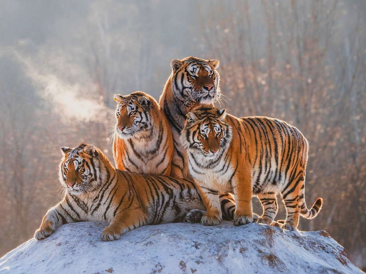 Tygrysy na skale puzzle online