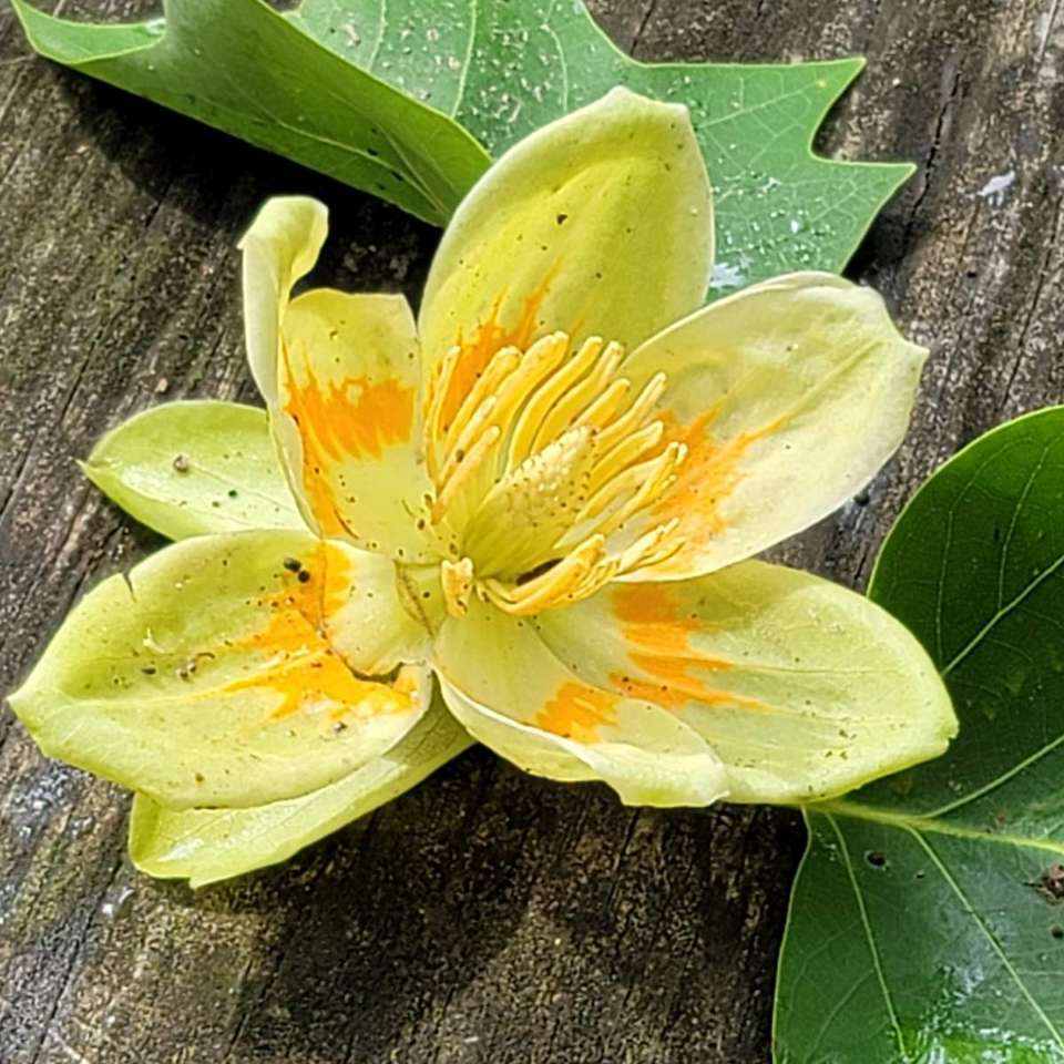 egzotyczny kwiat puzzle online