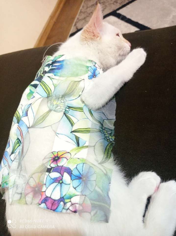 Śliczny kotek z ubraniami puzzle online
