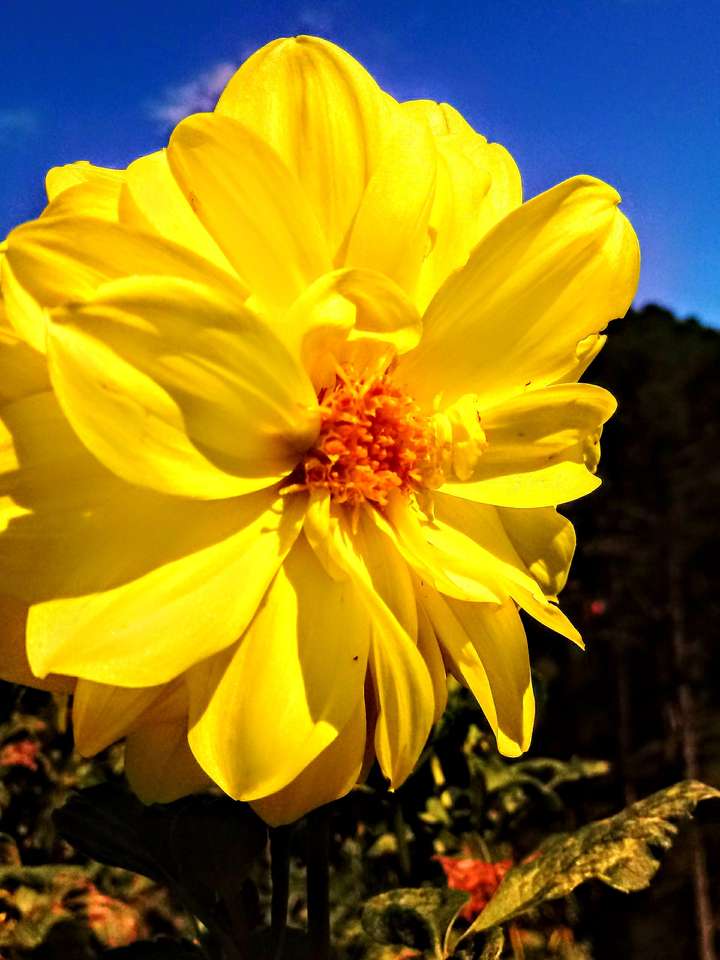 Żółty kwiat puzzle online