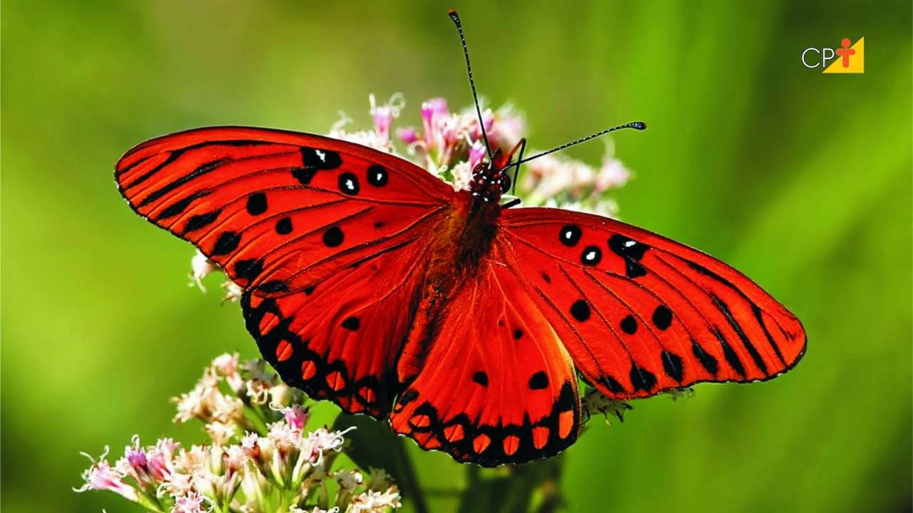 Piękny motyl puzzle online