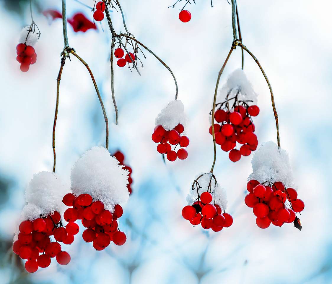 Czerwone jagody kalina pokryte śniegiem puzzle online