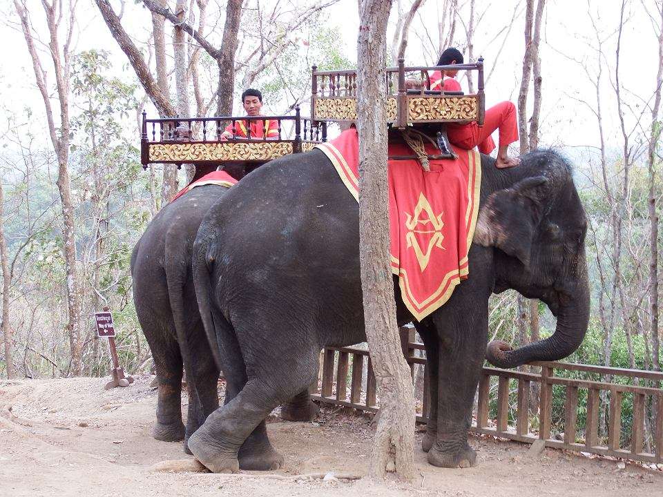 Słonie w Kambodży puzzle online