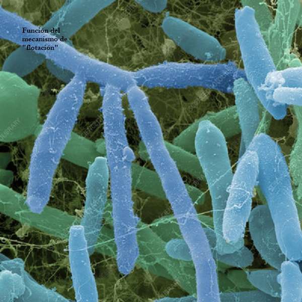 Celuloza bakteryjna puzzle online