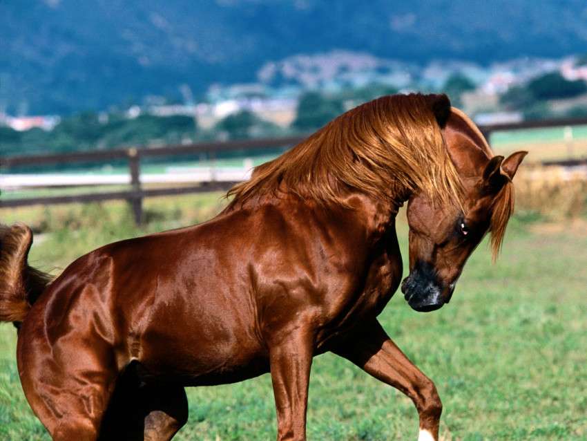 Een prachtig paard puzzel