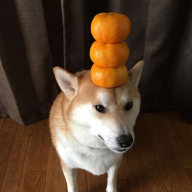Pies z 3 mandarynkami na głowie puzzle online