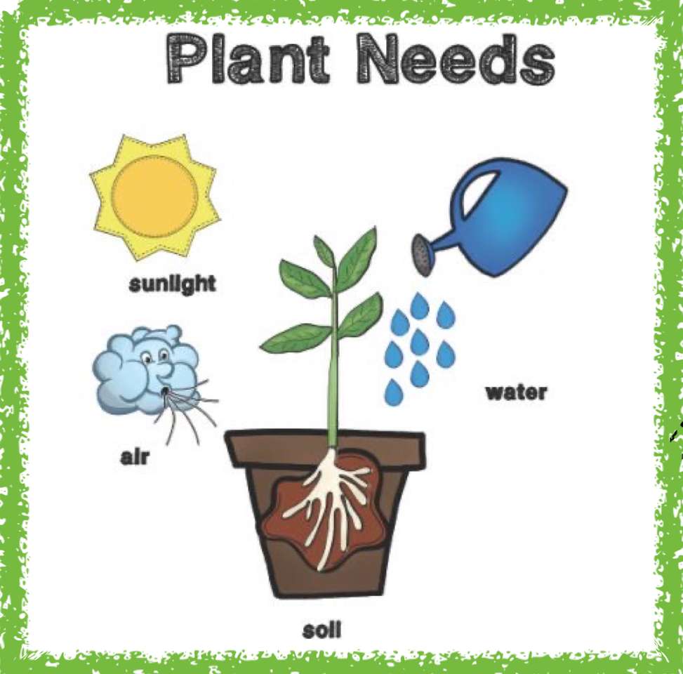 potrzeby roślin puzzle online