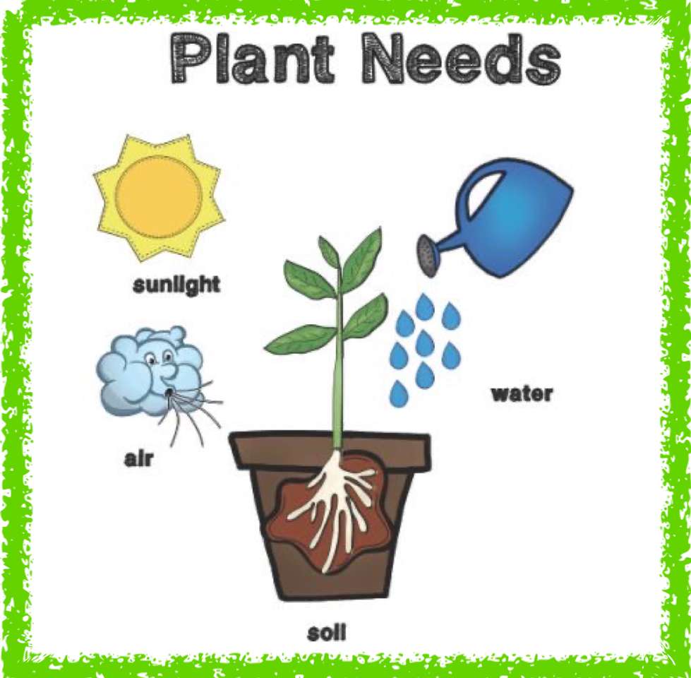 potrzeby roślin puzzle online
