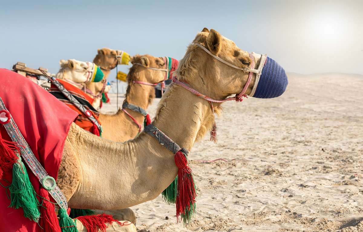 Wielbłądy w Katarze puzzle online