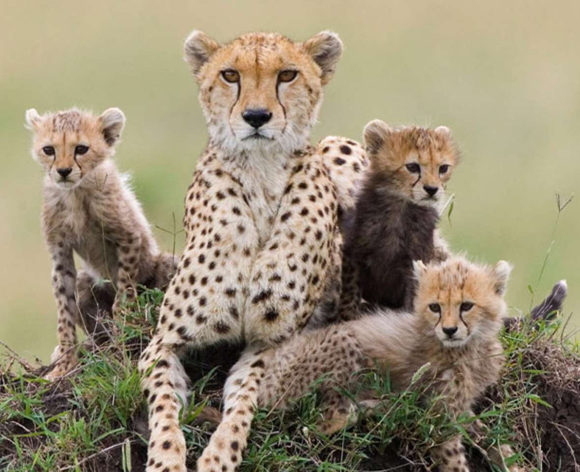 Matka Gepard z młodymi puzzle online