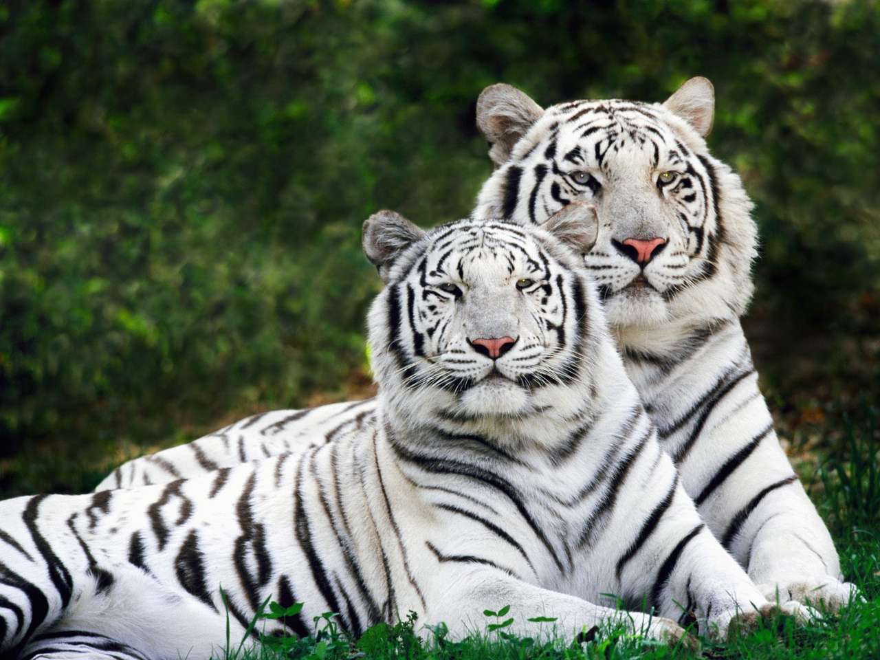 Tygrysy piękno i geatsya puzzle online