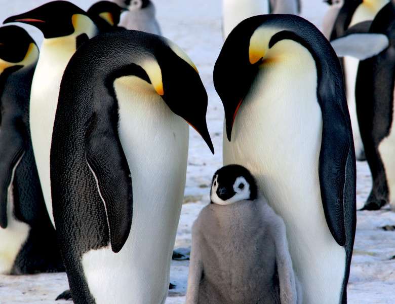 Puzzle z pingwinami puzzle online