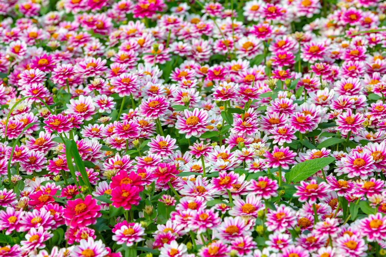 Łąka różowego pola kwiatowego puzzle online