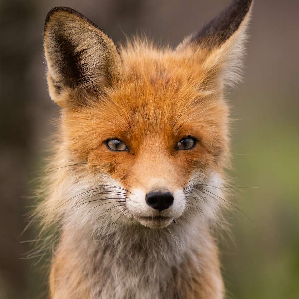 Portret van een rode vos Vulpes vulpes puzzel