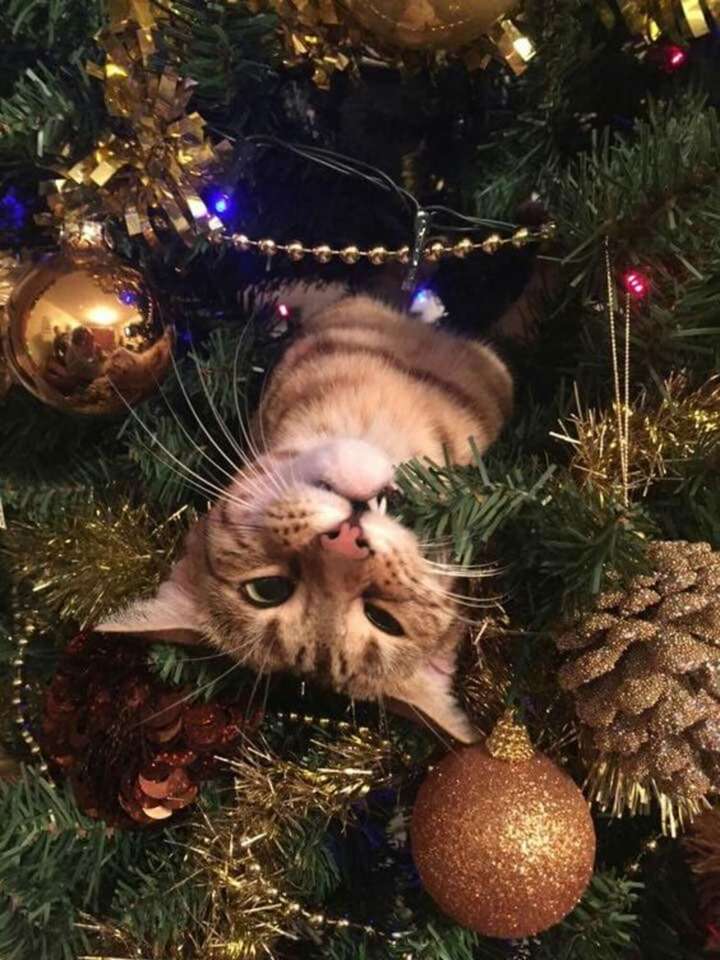 kotek na Boże Narodzenie puzzle online