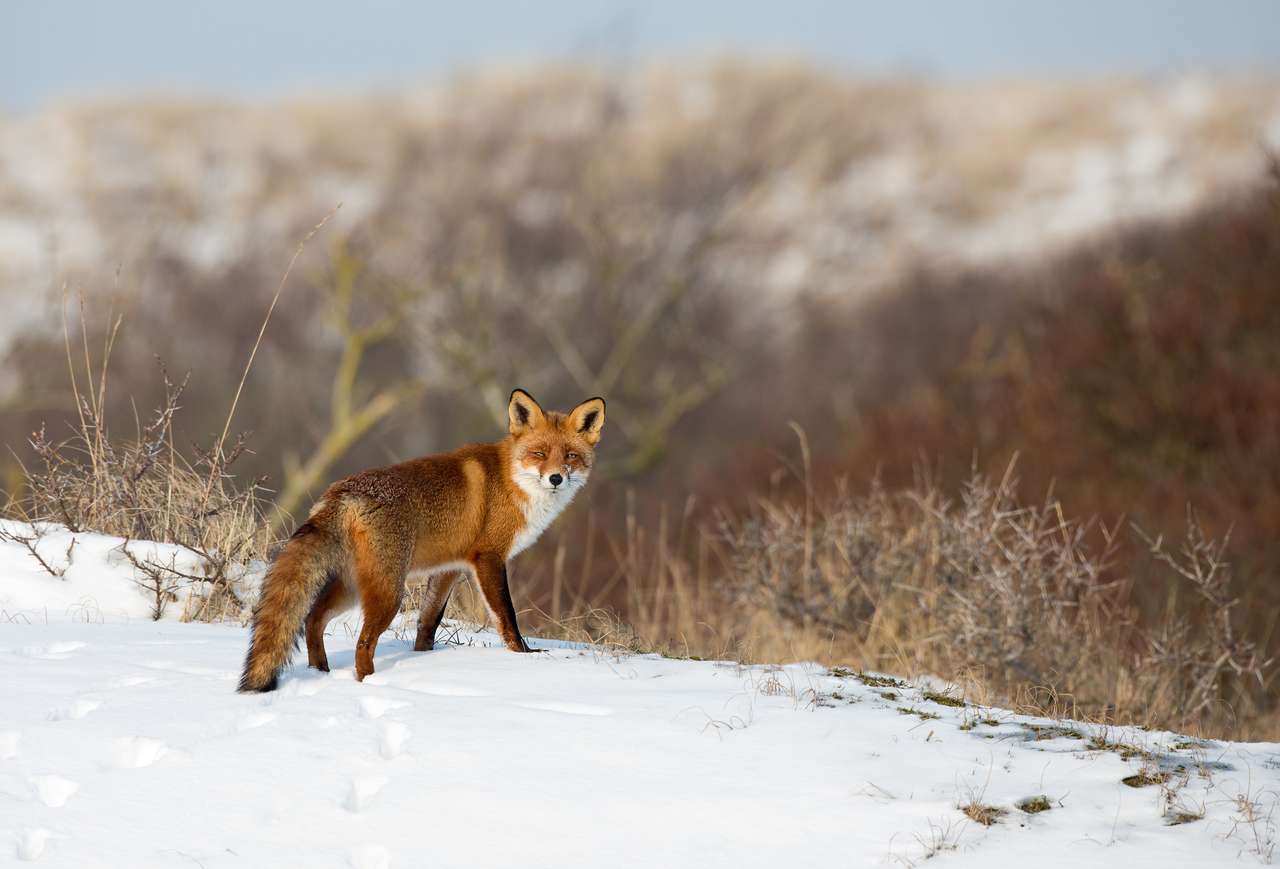 Czerwony lis stojący w zimowym krajobrazie puzzle online