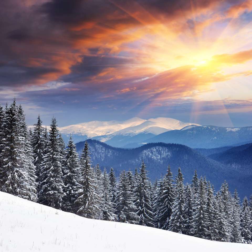 Drzewa i świeży śnieg. Ukraina, Karpaty puzzle online