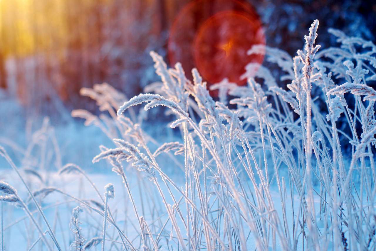 Zimowa scena z zamarzniętym kwiatem puzzle online
