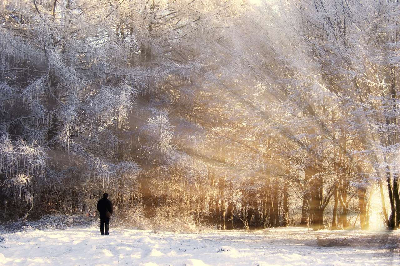 Piękny zamarznięty las, z człowiekiem i promieniami słońca puzzle online
