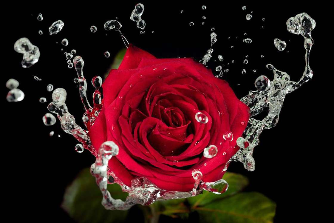 Piękna róża puzzle online