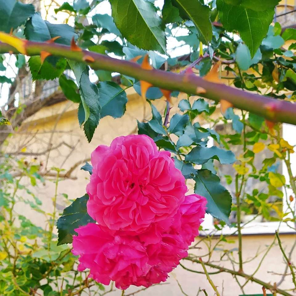 trädgård med rosor pussel
