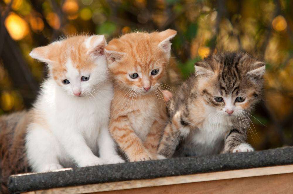 Trzy małe kotki puzzle online