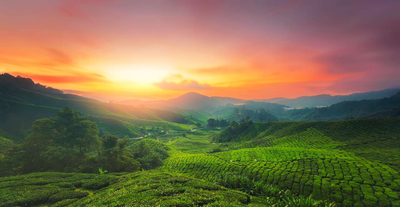 Wschód słońca plantacji herbaty w Cameron Highland, Malezja. puzzle online