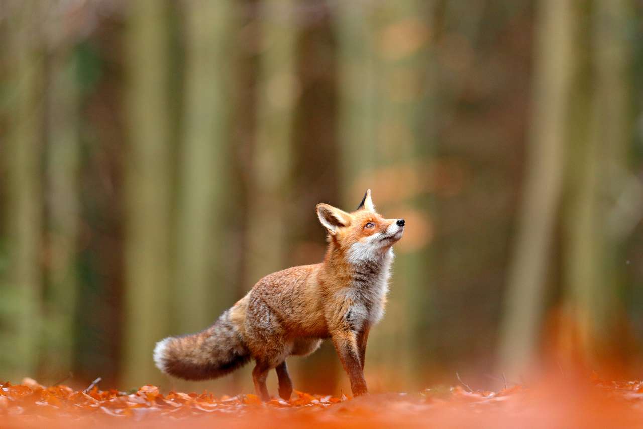 Uroczy rudy lis w jesiennym lesie puzzle online