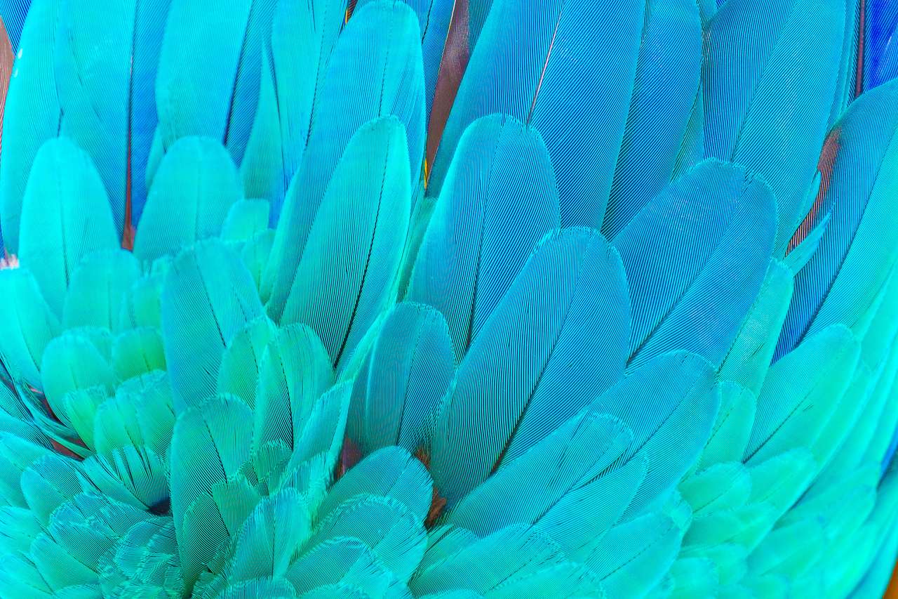Pióra papugi Ara w kolorze niebieskim i zielonym puzzle online