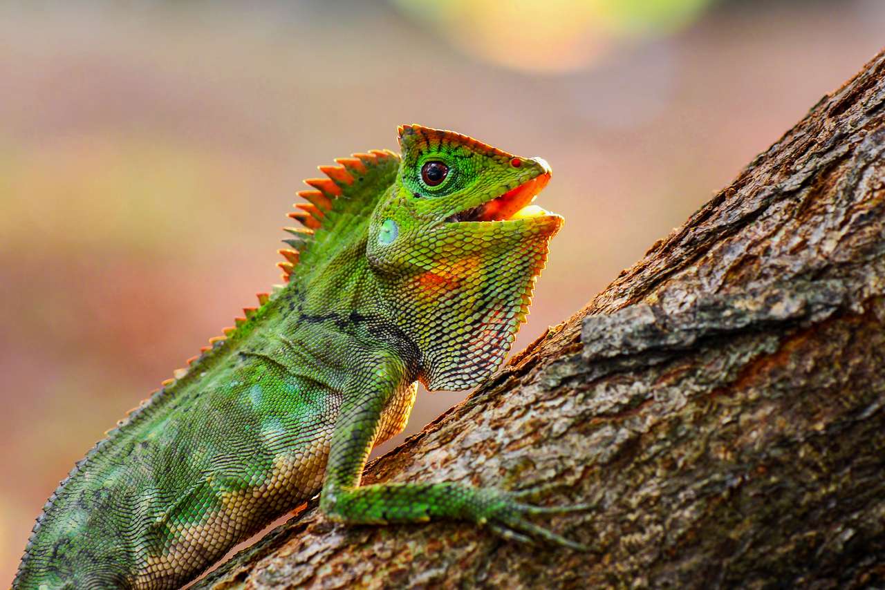 Smocza jaszczurka leśna na gałęzi w tropikalnym ogrodzie puzzle online