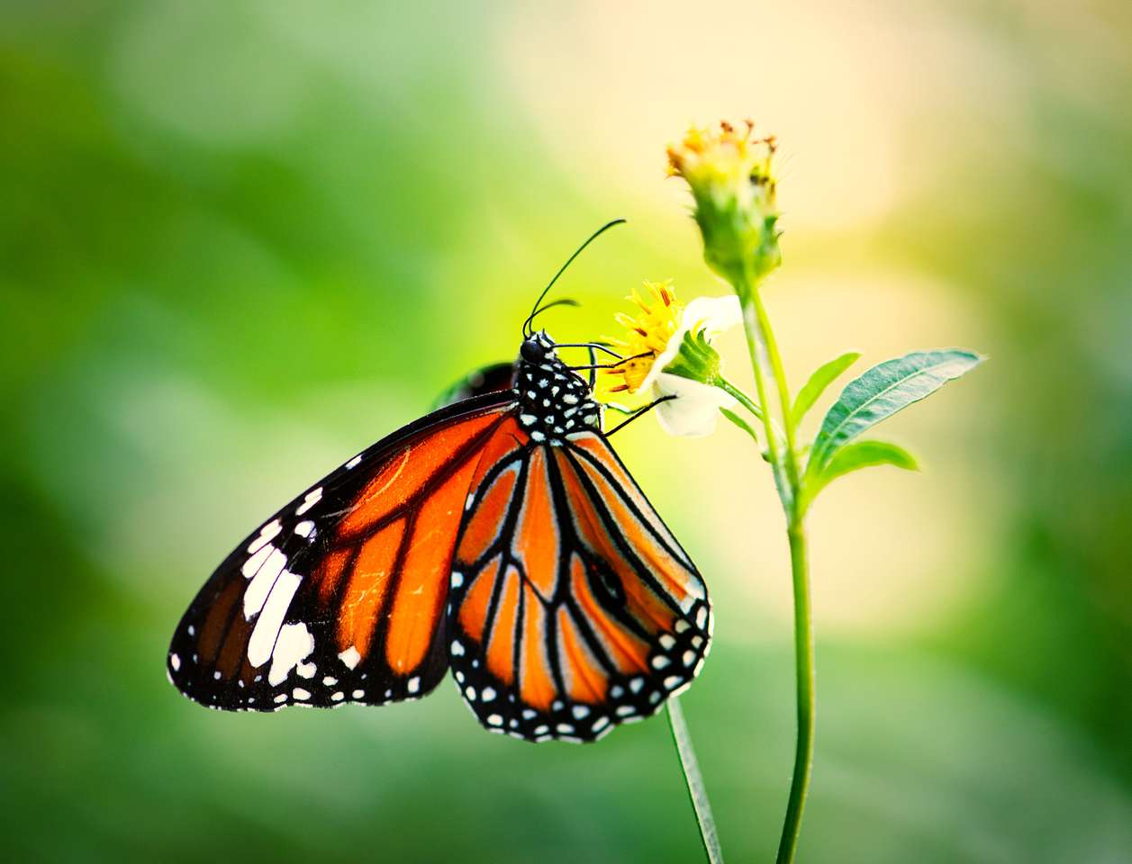 Zbliżenie motyla monarch puzzle online