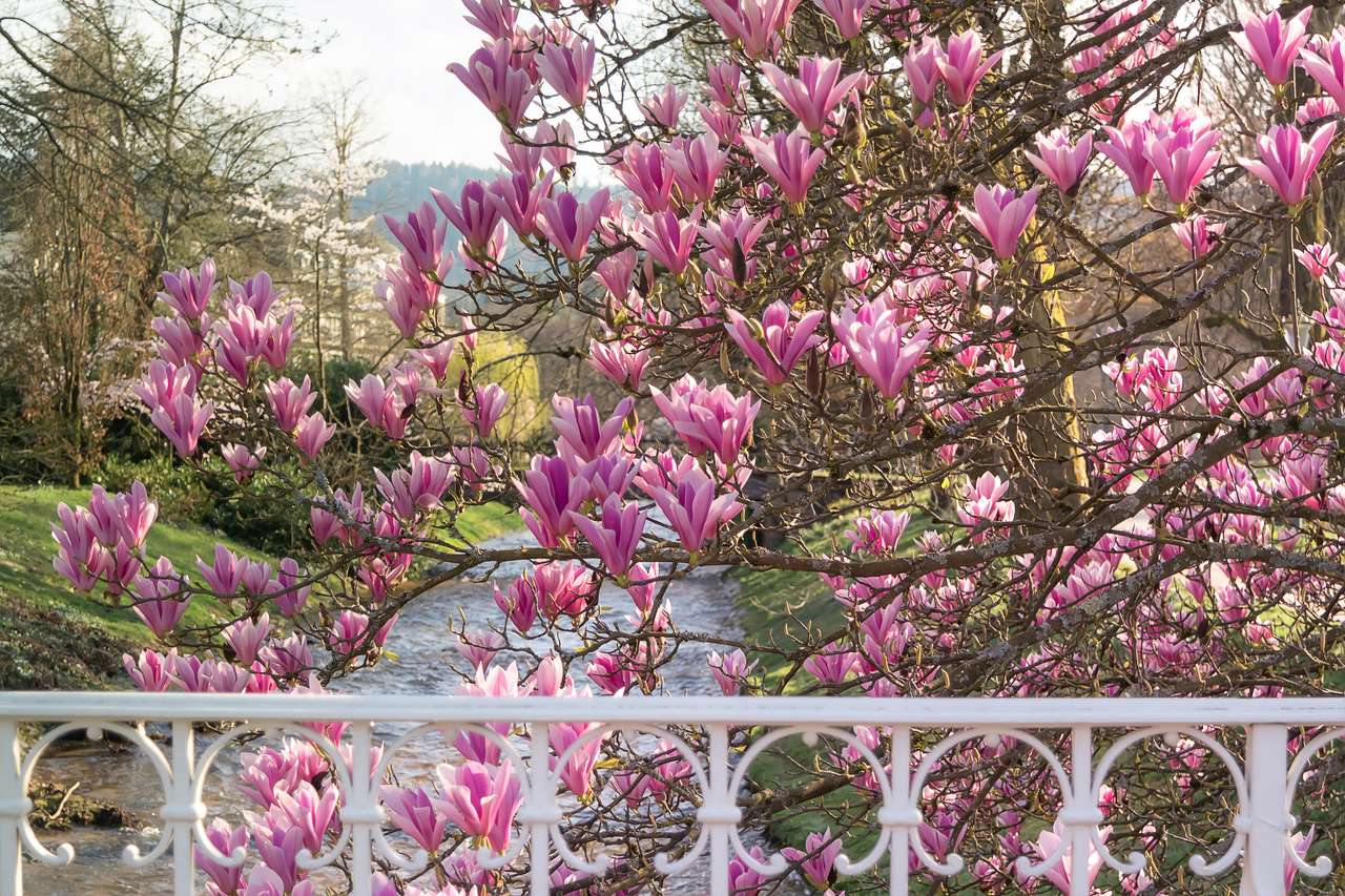 Kwiat magnolii w Baden-Baden. Niemcy puzzle online