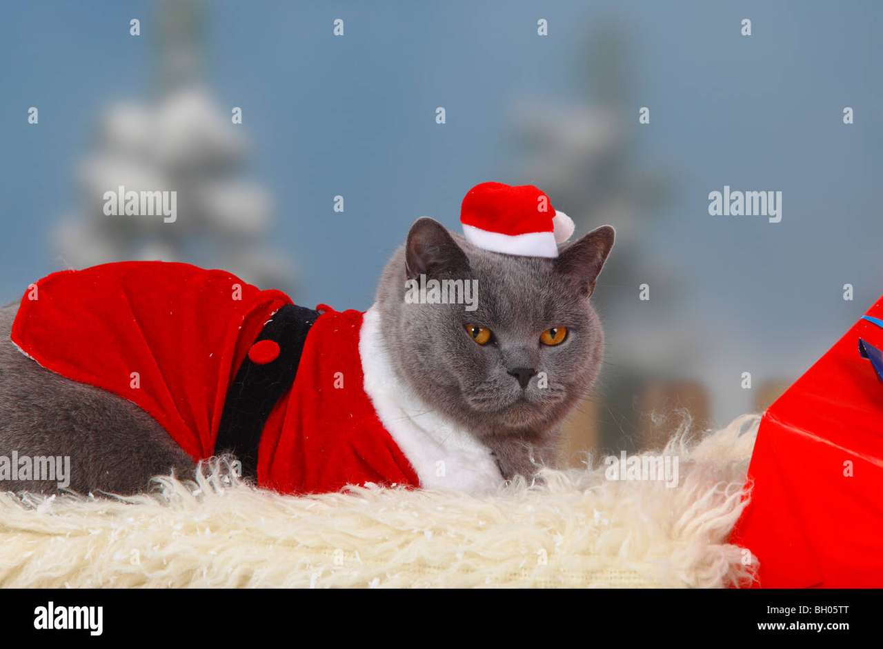 santa-cat puzzle online